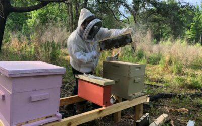 Essential Beekeeping Supplies for Any Level Beekeeper