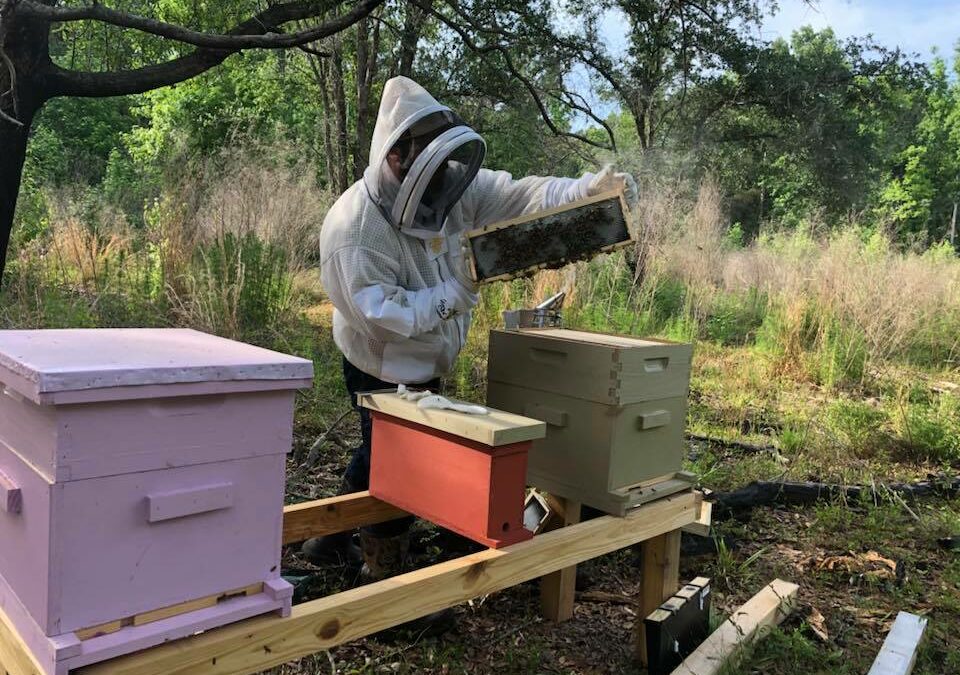 Essential Beekeeping Supplies for Any Level Beekeeper