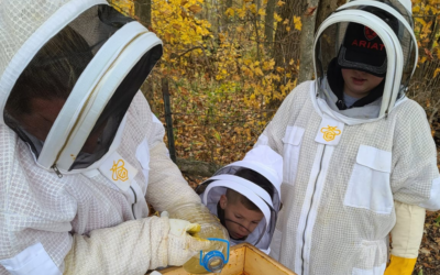How to Become a Beginner Beekeeper