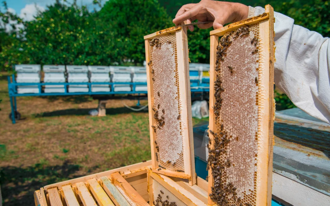 Queen Bee Sounds and Their Significance