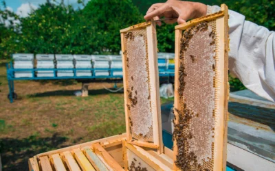 Queen Bee Sounds and Their Significance