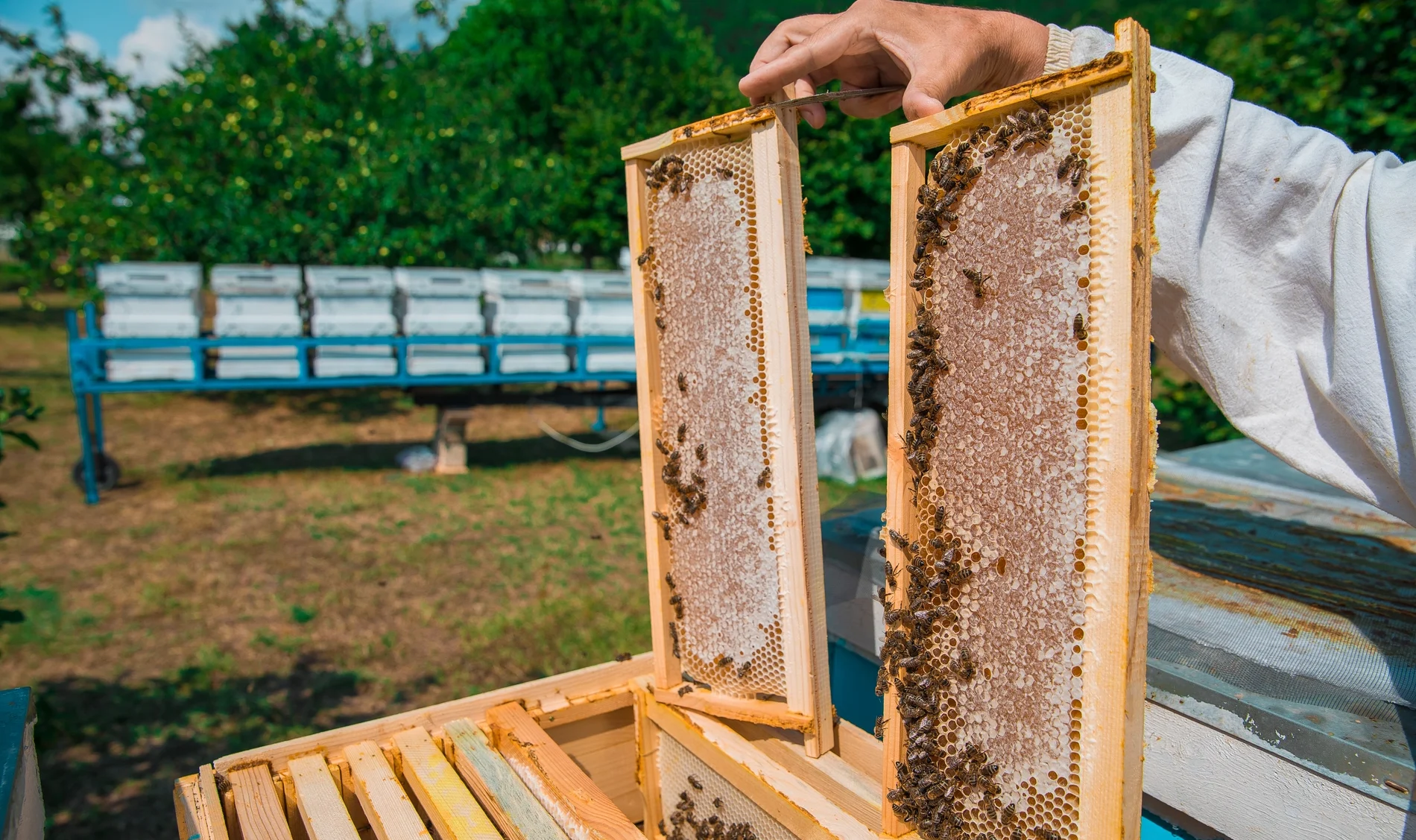 man holding bee racks