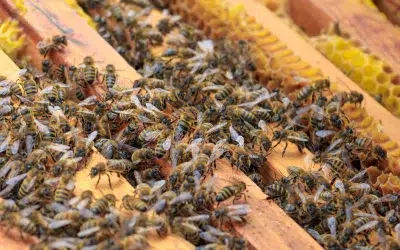 Tips on Installing Package Honey Bees