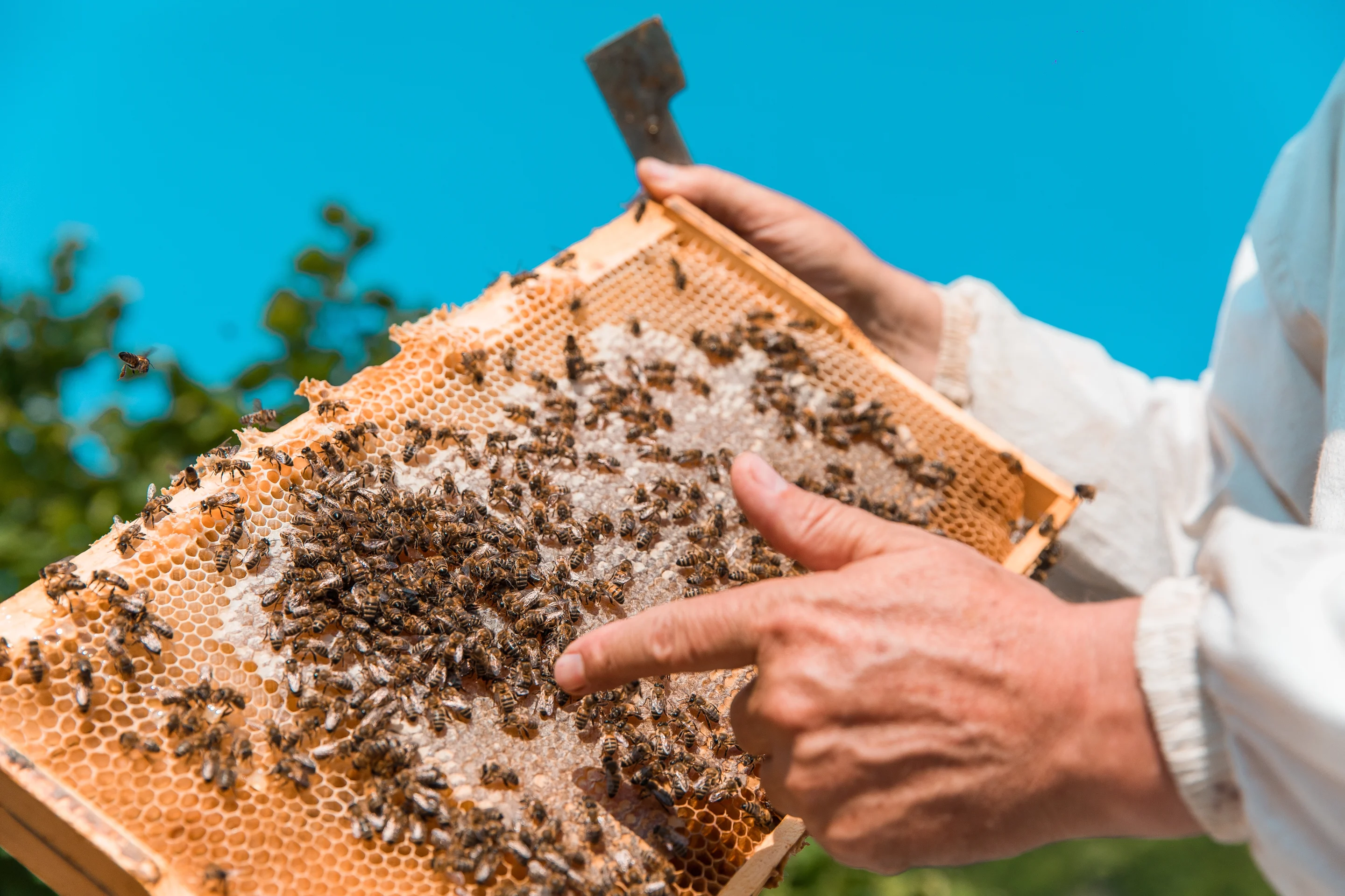 beekeeper-holding-bee-hives-with-honey-high-quality-photo A man trying to identify a queen bee.