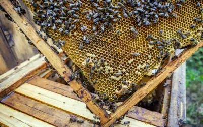 Identifying Queen Cells – Supersedure vs. Swarm