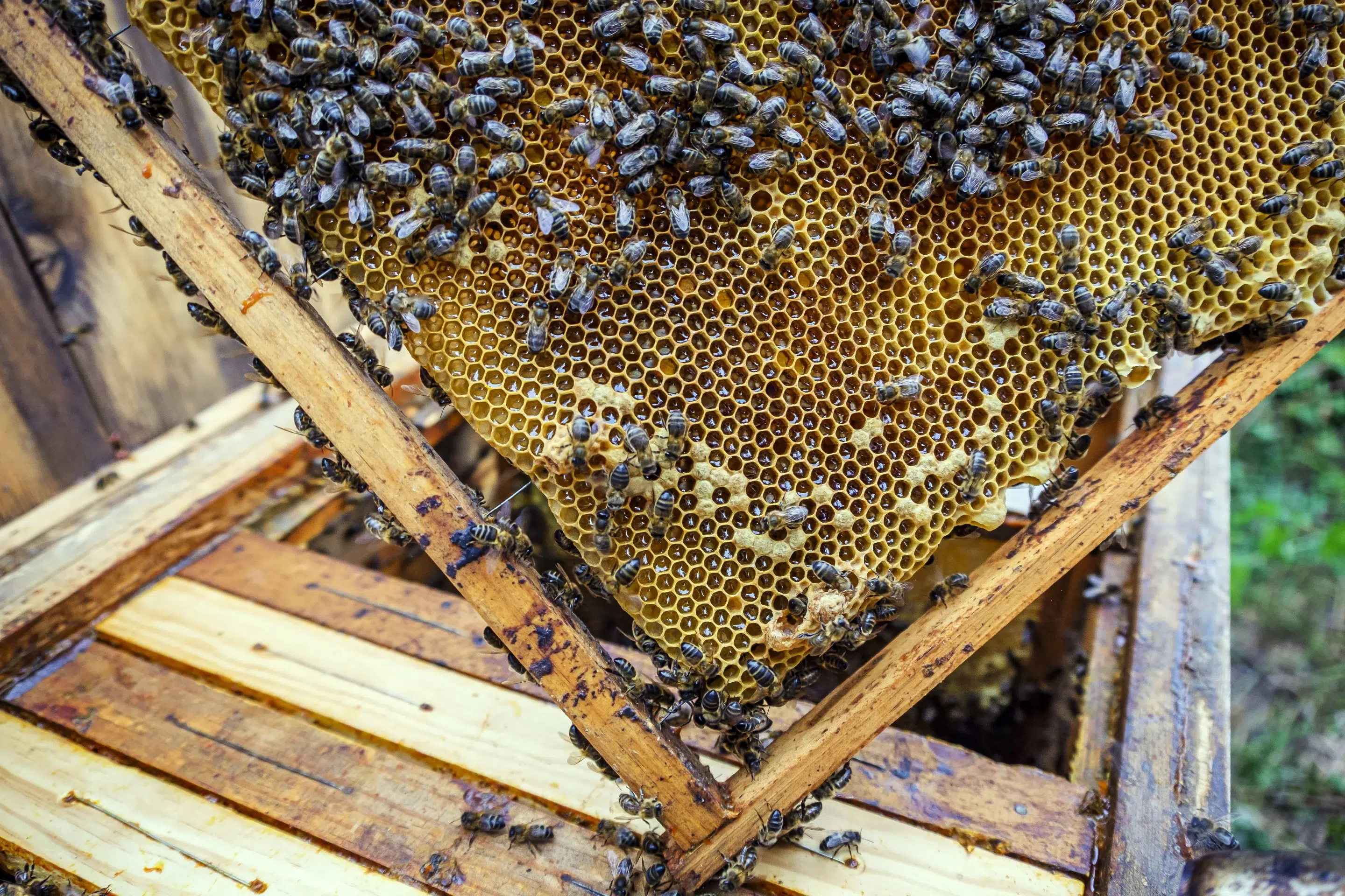 A honeycomb frame A beekeeper examining a hive